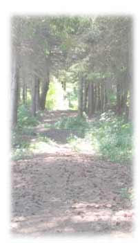 La for&ecirc;t Gasp&eacute;sienne