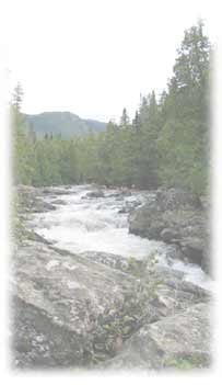 For&ecirc;t gasp&eacute;sienne