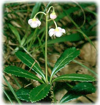 Chimaphile &agrave; ombelles ou pin de prince