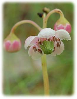 Chimaphile &agrave; ombelles ou pin de prince
