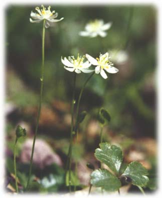 Savoyane ou coptide du Groenland