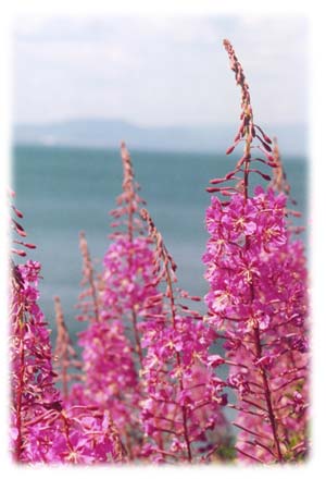 �pilobes � petites fleurs