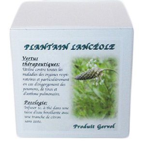 Plantin lanc�ole